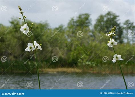 South Florida Swamp River Stock Photo Image Of Flower 107856988