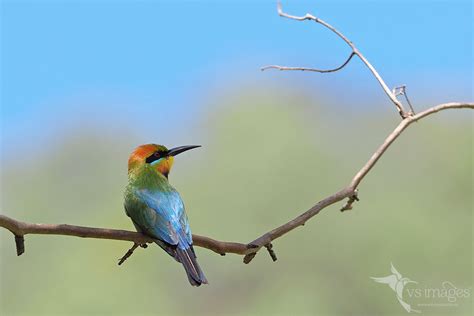 Rainbow Bee Eater Merops Ornatus Male Vas Smilevski Flickr