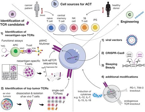 Frontiers The Promise Of Personalized Tcr Based Cellular