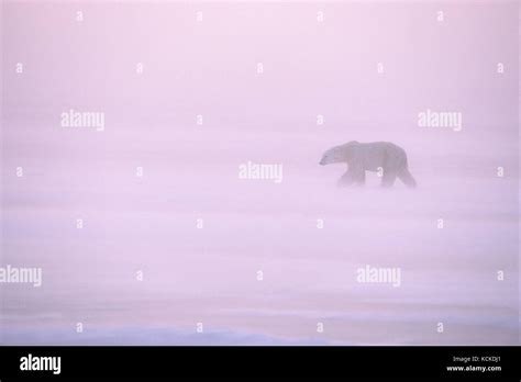 Polar Bear Ursus Maritimus Walks Across Ice In Late Autumn Snowstorm