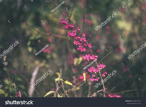 Naked Autumn Trees Few Red Leaves Stock Photo Shutterstock