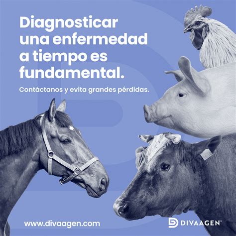 Inicio Divaagen