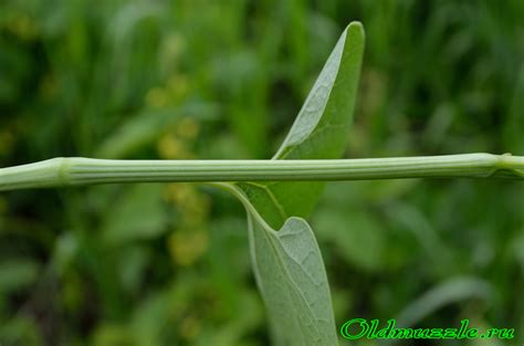 Растения Пензенской области: Кирказон обыкновенный