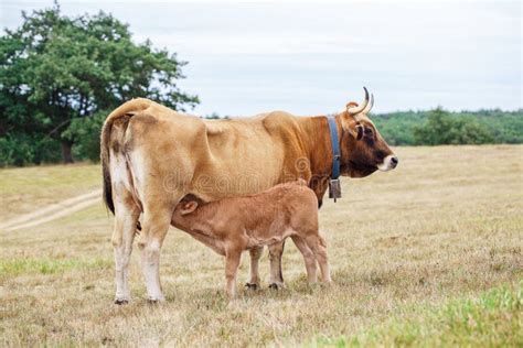 Calf Drinking From The Udder Stock Image Image Of Drink Grass 85174329