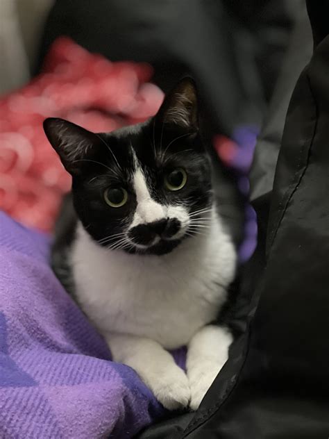 Heil Kitler : r/Kitler