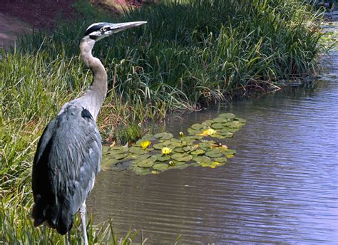 Blue Heron Lake Sakajewea Longview Washington |Puget Sound photo