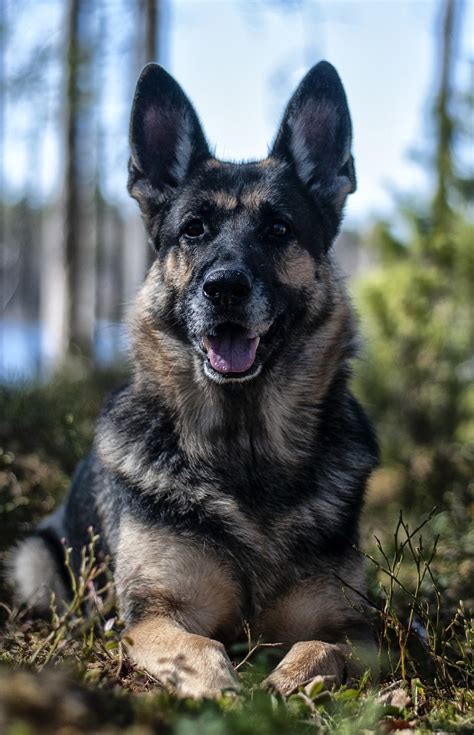 Do German Shepherds Make Good Service Dogs