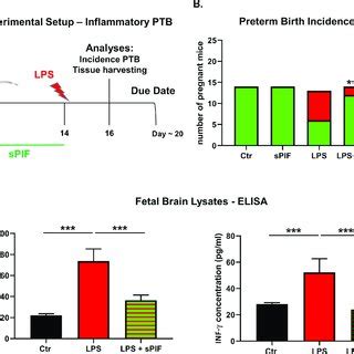 Experimental Setup And Fetal Outcomes After Lps Induced Insult And