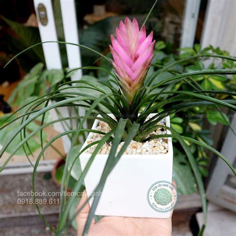 cay hoa xanh decor tiem cay xanh