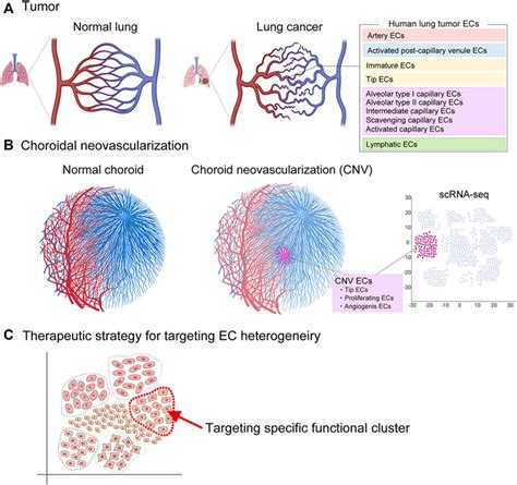 Cellular Heterogeneity And Stem Cells Of Vascular Endothelial Cells In