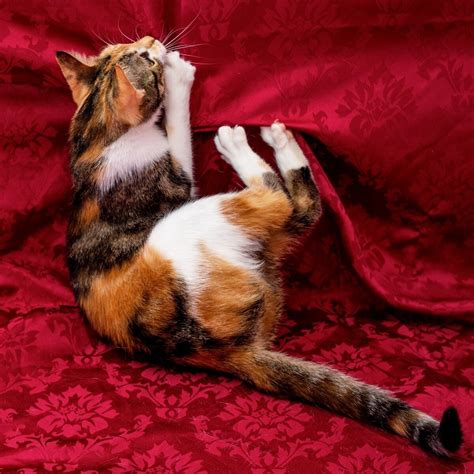 Кошки сони - картинки и фото koshka.top