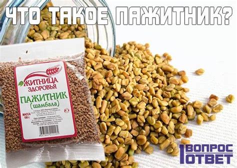 Пажитник: что это за растение? Фото, польза и вред, применение в ...