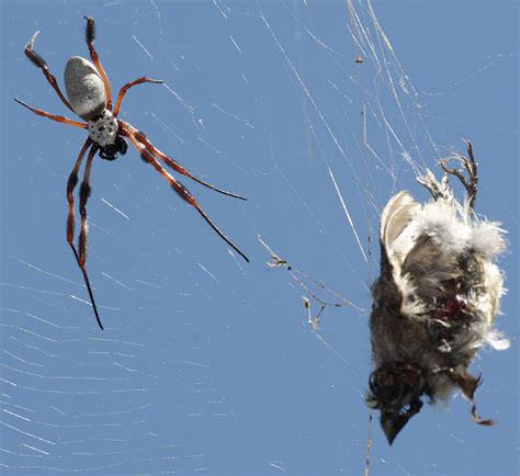 Nephila Edulis