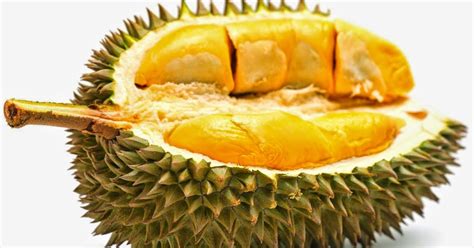durian il superfrutto che  ama   odia