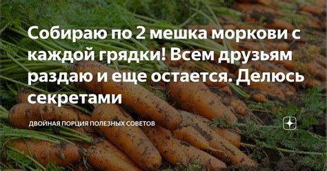 Собираю по 2 мешка моркови с каждой грядки! Всем друзьям раздаю и еще ...