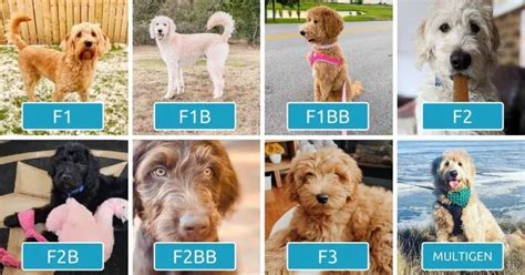 sheepadoodle generations  easy  fb fbb  fb fbb  multigen
