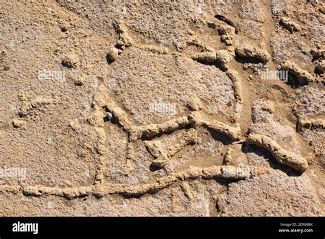 Trace Fossils Burrows