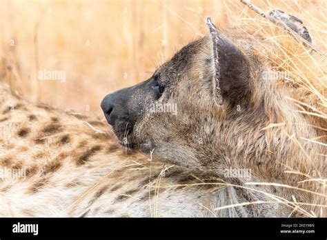 Spotted Hyena Crocuta Crocuta Closeup Face And Head Side On Looking