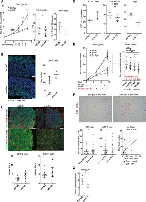 Pdf Neutrophils And Snail Orchestrate The Establishment Of A Pro