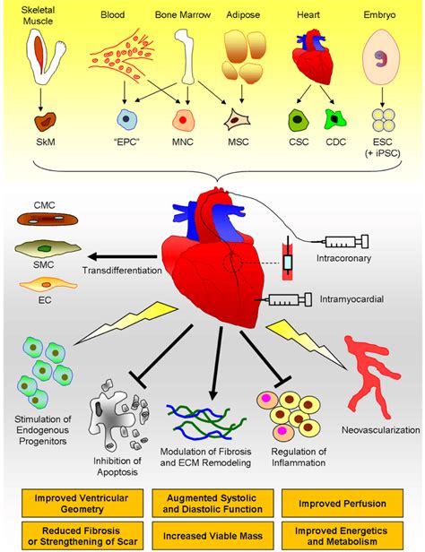 Stem Cell Therapy For Heart Failure Cell Types Delivery Methods