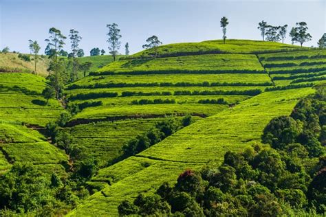 Premium Photo Green Tea Plantation In The Mountains Sri Lanka