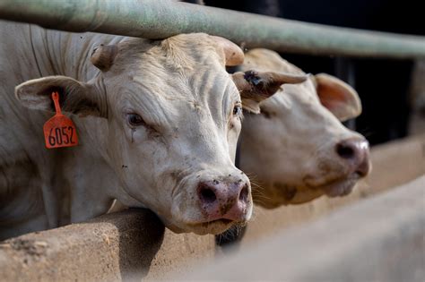 US Officials Say Bird Flu Detected In Texan Exposed To Dairy Cattle