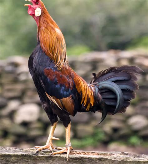 Why Do Roosters Flap Their Wings Uncovering The Mystery Yaafur