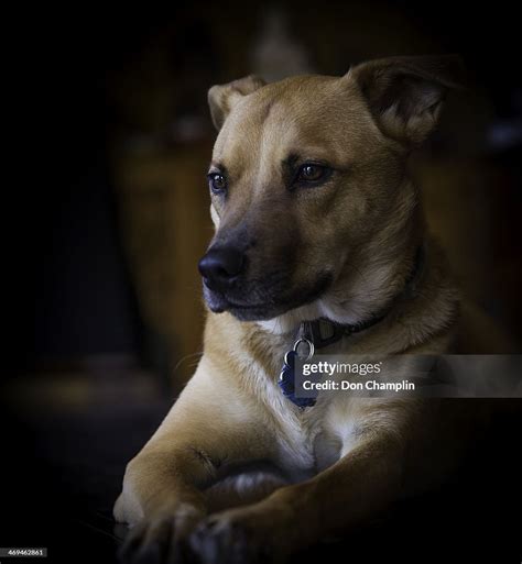 American Dingo
