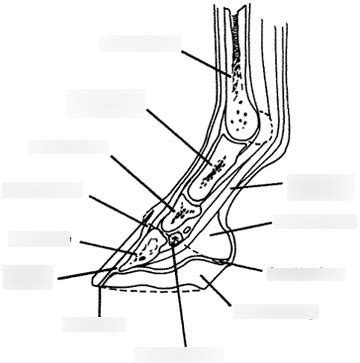 Equine Anatomy Foot Diagram Quizlet