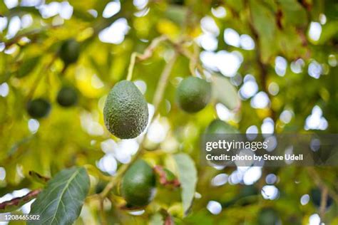 Haas Avocado Tree Photos and Premium High Res Pictures - Getty Images