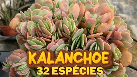 32 EspÉcies De Kalanchoe Para IdentificaÇÃo Nomes CientÍficos Youtube