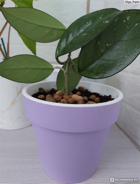 "Протея" Лаванда 1,4 л - «Приятный лавандовый» | отзывы