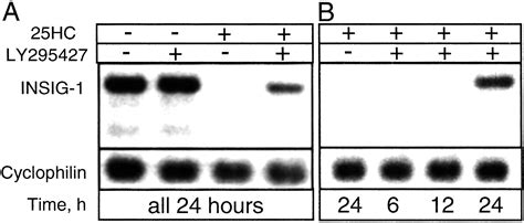 The Hypocholesterolemic Agent Ly Up Regulates Insig