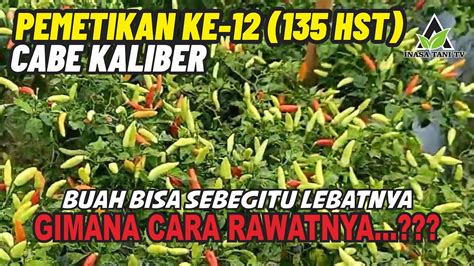 CABE KALIBER PANEN KE 12 135hst TIPS PERAWATAN ANTI GAGAL PANEN