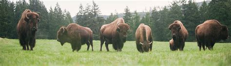 Animals At Northwest Trek Free Roaming Bears Cats Canines And More