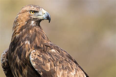 Falcon Images: Golden Eagle Birds Of Prey Uk