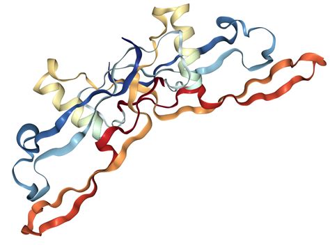 Bmp Protein Overview Sino Biological