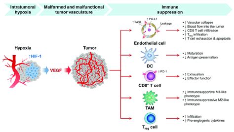 The Growth Of The Tumor Is Dependent On Sufficient Blood Vessel Oxygen