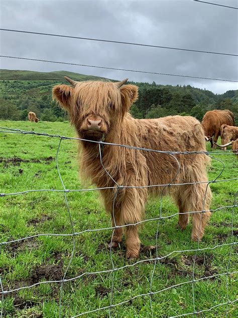 Braemore Square Country House Bandb Reviews Little Loch Broom Scotland