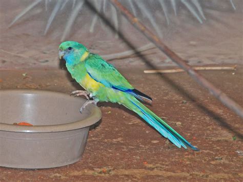 The Online Zoo - Australian Ringneck