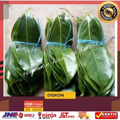 Jual Daun Sirsak Segar Daun Nangka Walana Segar Anti Kanker Anti Tumor