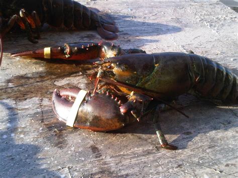 Milk Is For Babies Moinette Blonde Helps Me Kill Lobsters And Brew My First Partial Mash Home Brew