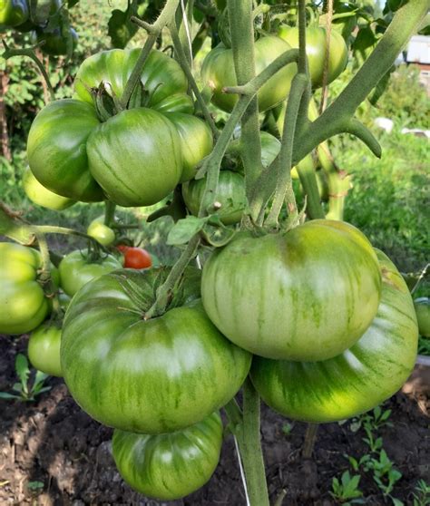 Томат Гавайский ананас: описание сорта, ОТЗЫВЫ (11), фото | tomatland.ru