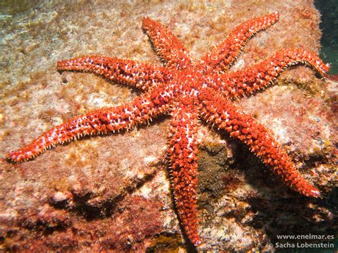 Estrella De Mar Espinosa N Marthasterias Glacialis Enelmar Es