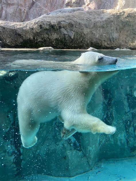 『7月初めの旭川、旭山動物園のホッキョクグマ ゆめちゃん は、ガラス越しにパータッチができちゃうくらいの芸達者だった！』旭川北海道の