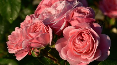 Три розовые розы с каплями дождя на лепестках · 1920x1080 Full HD ...