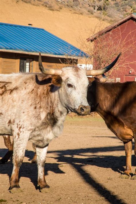 Corriente Cattle stock photo. Image of corriente, sunny - 41560544