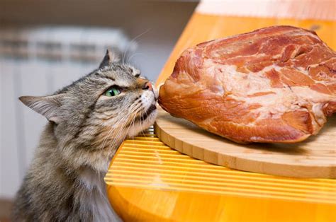 Can Cats Eat Raw Beef To Give It Or To Forbid It