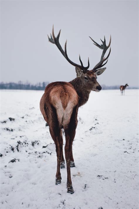 Winter Deer Photography
