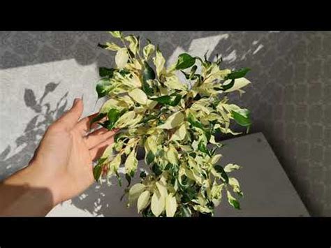 Фикус Бенджамина Кёрли. Правильный уход и размножение. (Керли, Курли ...